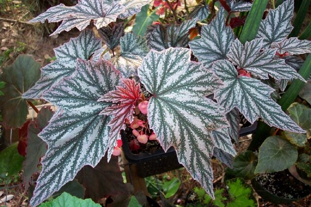 B. ‘Pink Minx’